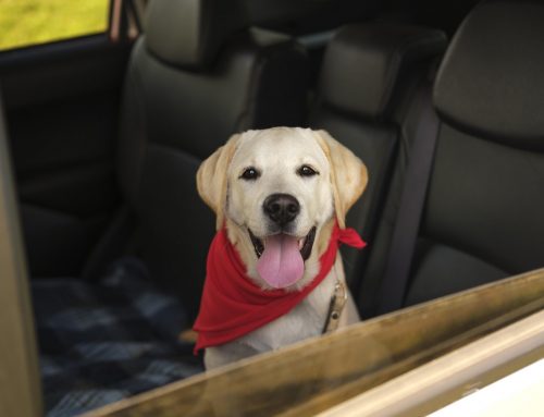 Is It Illegal to Leave Your Dog in the Car in AZ? Yes—Here’s Why.